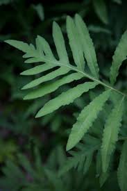 Image result for Vernonia schlechteri