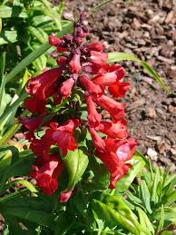 Snapdragons are mediterranean natives best known for their masses of bright, showy blooms. How To Grow Snapdragon Flower Happy Diy Home