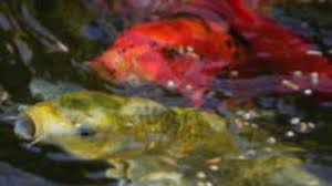 How many koi can you have in a pond? Diy Create Your Own Koi Pond South Florida Sun Sentinel