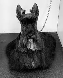 At wag n' wash, you will find the highest level of support and customer care. Pet Spa Essex Luxury Dog Grooming In Brentwood Essex Pet Shop Pet Spa Dog Groomers
