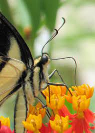 Plants and flowers butterflies like mainly as sources for nectar. What Do Butterflies Eat Nectar Plants Generally