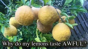 In this article, we'll take a closer look at lemon trees and when they bear fruit. What S Wrong With My Lemon Tree The Fruit Tastes Awful Self Sufficient Me