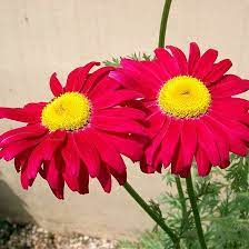Top 25 Most Beautiful Daisy Flowers Flowers Perennials Daisy Painting Bountiful Garden