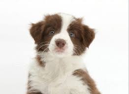 Find local border collie puppies for sale and dogs for adoption near you. Basic Information On Brown Border Collie Puppies Border Collie Lovers