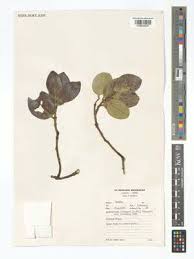 Image result for Acokanthera schimperi