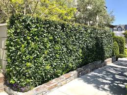 Small hedges of the lower growing type can actually use a wide range of plants, however plants that are naturally smaller in growth habit are the best choice. Small Garden 11 Best Hedges For Screening And Privacy Garden Hedges Hedges Landscaping Garden Hedge