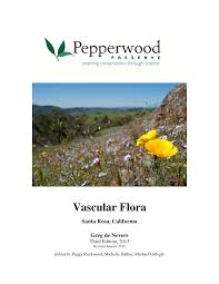 Image result for Panicum graciliflorum