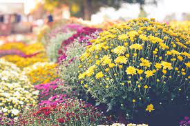 Fall planting requires more planning. How To Plant Chrysanthemums Best Time To Plant Mums