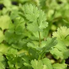 Image result for Coriandrum sativum