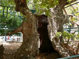 New platan hotel software has been placed directly in proxima, proxima plus and libra pbx servers. Hippokratuv Platan Mapio Net