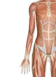 The brachialis (arm muscle) and gluteus (buttock) muscles are. Muscles Of The Arm And Hand Anatomy Pictures And Information
