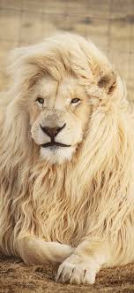 What would the world of humans be like without the animals surrounding it? New Animal Wallpaper Download Free Full Hd Wallpapers Background Images Animal Wallpaper Lion Wallpaper Iphone Lion Hd Wallpaper