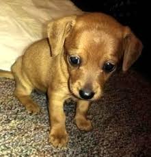 They are 8 weeks old and have been wormed. Chiweenie Puppy For Sale