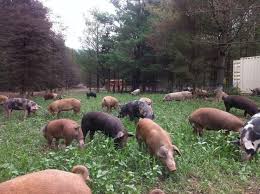 Heritage Hogs Provide Nancy Poli a Life She Never Expected