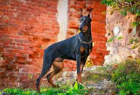 Full registration is available but price varies upon sire and dam of each litter. Pure Doberman Puppies Doberman Puppy Price Hyderabad