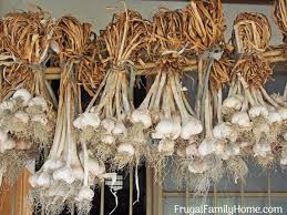 Check spelling or type a new query. How To Grow Garlic In Your Backyard Garden Frugal Family Home