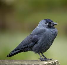 Simply so, what do dohle bodies indicate? Dohlen Warnen Artgenossen Vor Bosen Menschen Welt