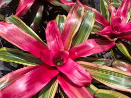 Image result for Felicia grantii