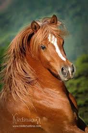 Www Pegasebuzz Com Equestrian Photography Bilder Bettina At Sevgisi Hayvanlar Alemi Hayvan