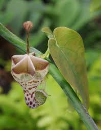 Image result for Ceropegia haygarthii