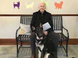 Joe Biden S Two German Shepherd Dogs Champ And Major To Roam In The White House Time Honored Tradition The Economic Times The positivie reaction presents a contrast to the negative press a decade ago when the family purchased their dog champ from a commercial breeder. joe biden s two german shepherd dogs