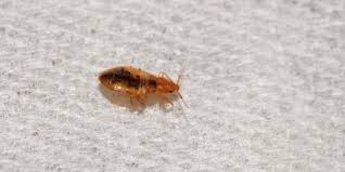 We offer personalized professional customer service and form a unique partnership with our clients in order to provide you the very best in quality service. A Do It Yourself Approach To Getting Rid Of Bedbugs