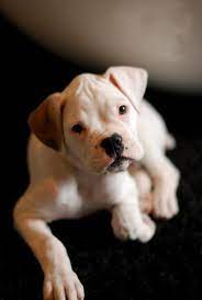 My Bb Gurl Had Puppies In Her Past Life Pre Shelter Pre Me I Bet They Were Cute Like This Lil Guy White Boxer Puppies White Boxer Dogs Boxer Puppies