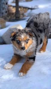 Mini australian shepherds retain the same traits and working ability as the standard australian. Colorado Toy Mini Aussies Home Facebook
