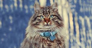 They love to play and seek the attention of their caregiver or companion, but they do not overly demand it. The Largest Domestic Cats Petfinder