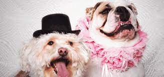 Bow Vows Dog Marriage Dog Wedding Dog Friends
