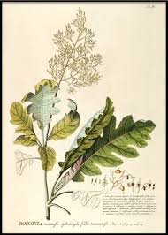 Image result for Bocconia