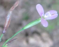 Image result for Canscora diffusa