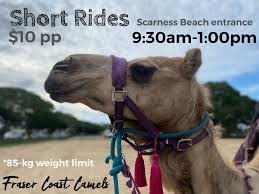 This can vary with the different construction techniques and materials used in the individual container. Fraser Coast Camels Home Facebook