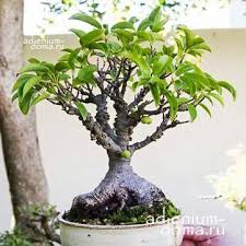 Image result for Ficus tremula