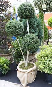 We did not find results for: Privet Pom Pom 180cm New Leaf Topiary