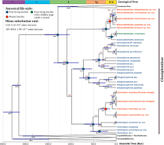 Malaysian ringgit (myr) is the official currency of malaysia. Freshwater Mussels House A Diverse Mussel Associated Leech Assemblage Scientific Reports