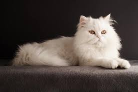 Persian cats are famous for their appearance which is quite their name comes from persia, the former name of iran, where similar cats were found. Persian Cats The Ultimate Guide To Their History Types Characteristics Temperament And Care Kitty Wise