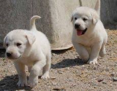 Akbash Dog Info Temperament Training Facts Puppies Pictures In 2020 Akbash Dog Akbash Puppies