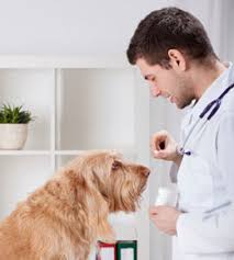 aspirin dosage for dogs