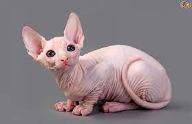 Pin By Amy Vansant On Animals Hairless Cat Cute Cat Breeds Cat Breeds