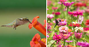 They're soft and flexible with realistic silhouettes and details, making them look and feel more like the flowers that hummingbirds visit in nature. 12 Bold And Bright Flowers That Attract Hummingbirds To Your Yard