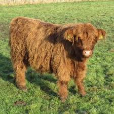 The beauty of the scottish highland cattle is they still possess many natural instincts and traits. Highland Cow Facts The Doodales At Barr Farm Old Malton