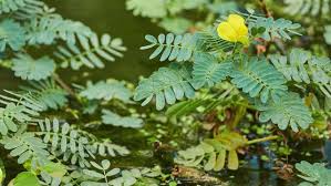 Image result for Aeschynomene megalophylla