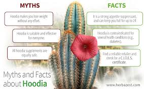 Image result for Hoodia