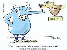 Preview Currie Cup Final Blue Bulls Vs Free State Cheetahs Rugby Talk Com