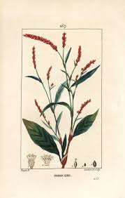 Image result for Persicaria barbata