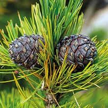 Check spelling or type a new query. Siberian Pine