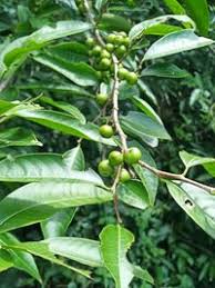 Image result for Margaritaria