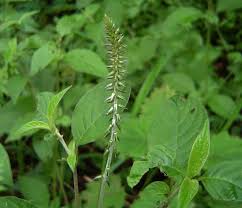 Image result for Achyranthes aspera