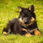 Bohemian Shepherd Dog Breed Information. Pictures and ...